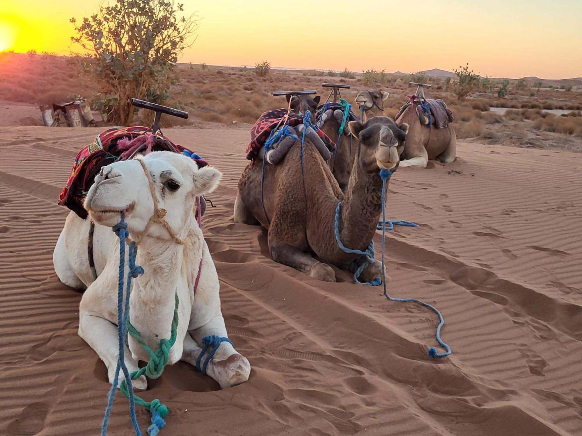 Desert Chegaga Luxury Camp El Gouera Bagian luar foto